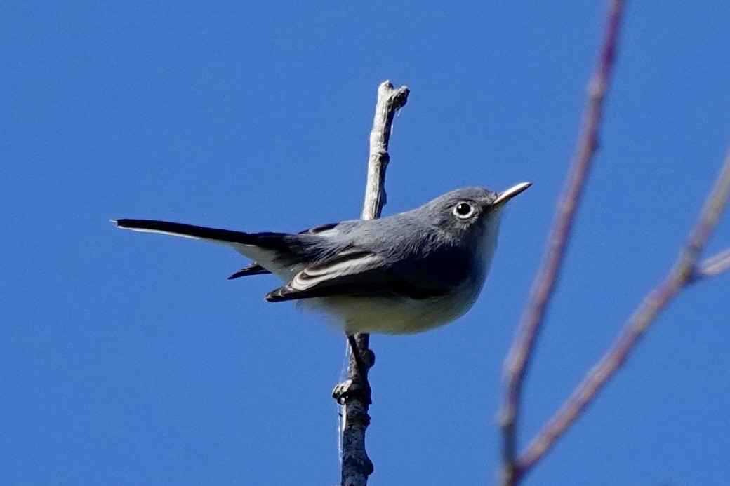 ברחשית כחלחלה - ML644293034