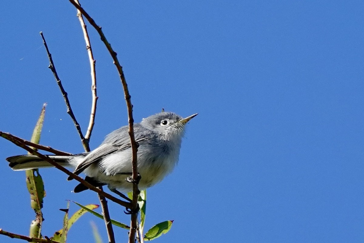 ברחשית כחלחלה - ML644293035