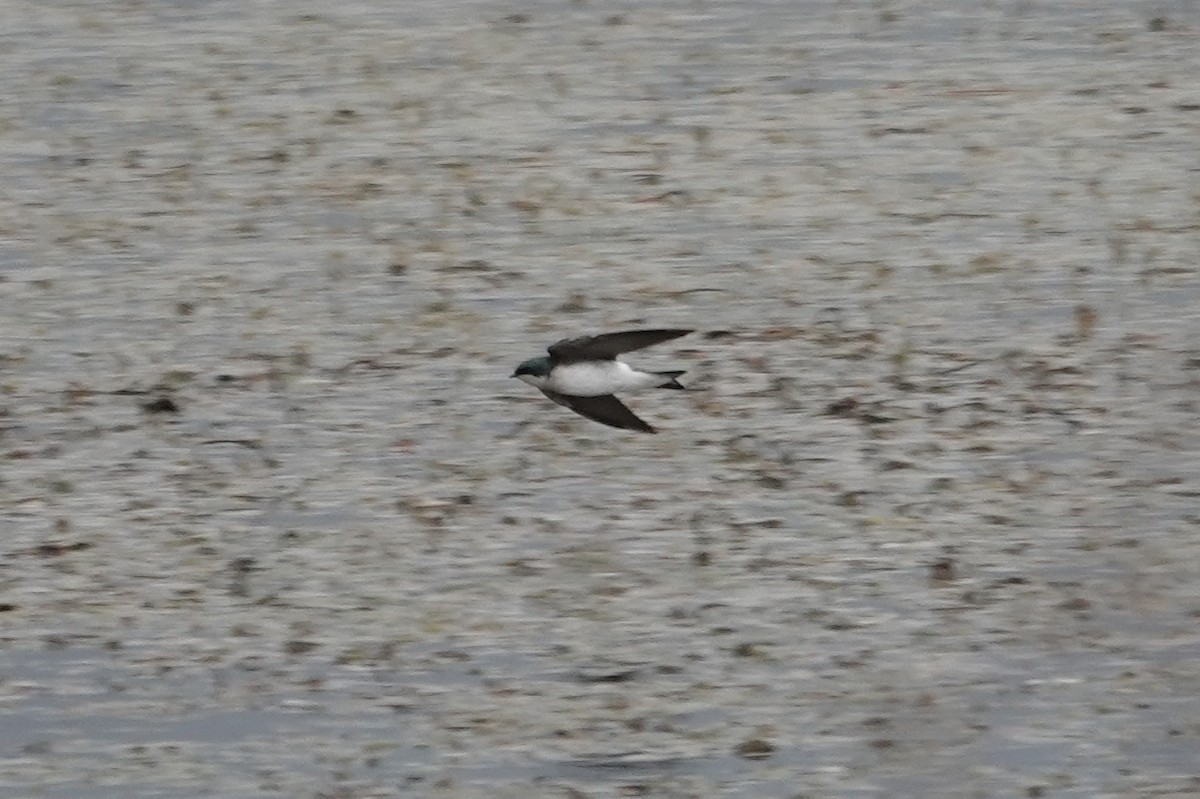 Tree Swallow - ML644293036