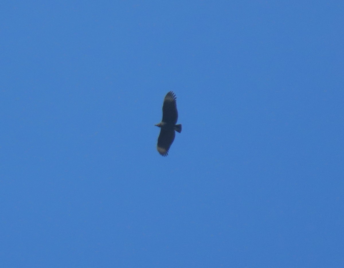 Black Vulture - ML644293042