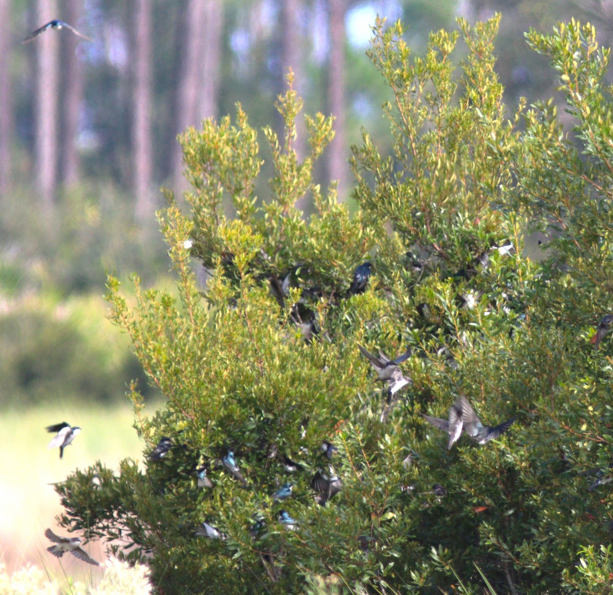 Tree Swallow - ML644293044