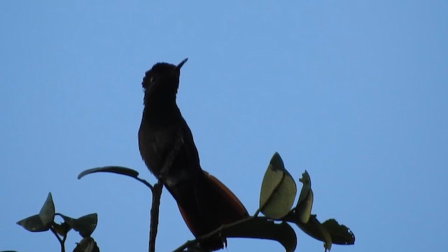 Ruby-topaz Hummingbird - ML644293046