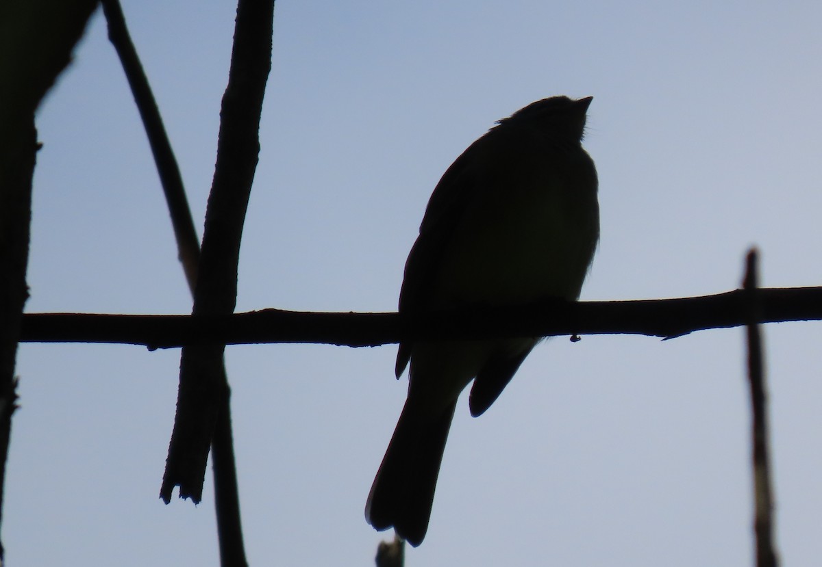Yellow-bellied Elaenia - ML644293058