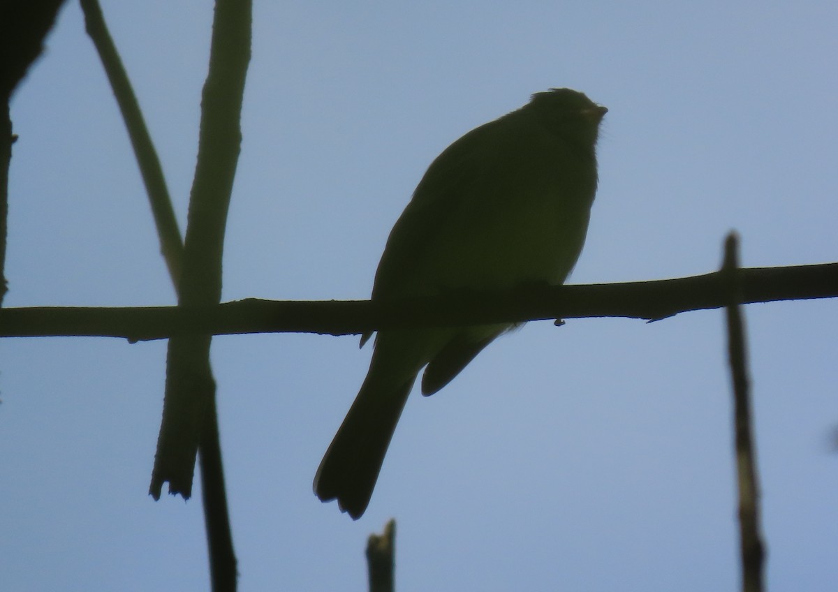 Yellow-bellied Elaenia - ML644293059