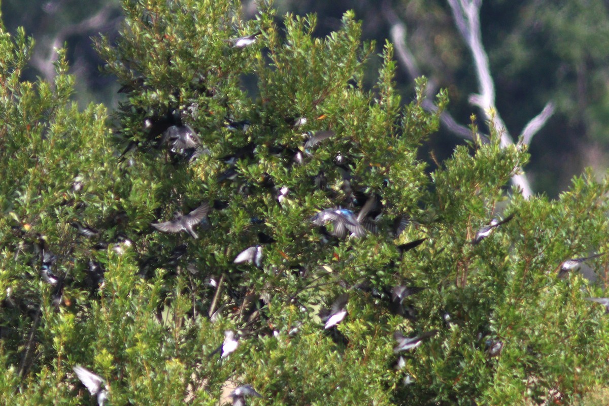 Tree Swallow - ML644293092