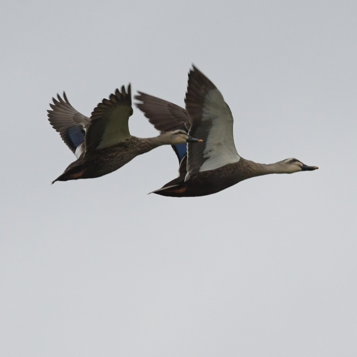 Eastern Spot-billed Duck - ML644293096