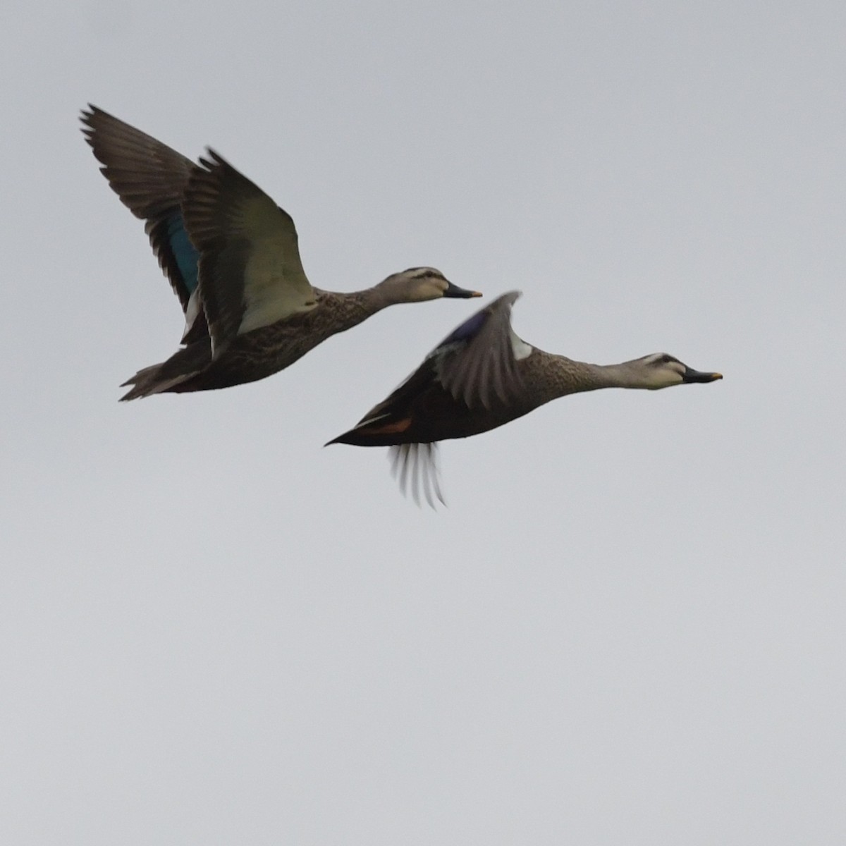 Eastern Spot-billed Duck - ML644293097