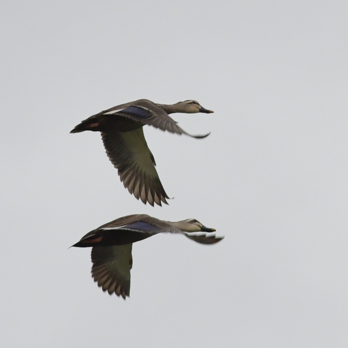 Eastern Spot-billed Duck - ML644293098