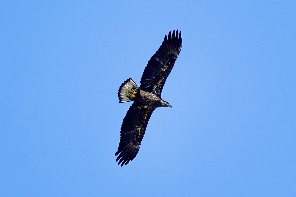 עיטם לבן-ראש - ML644293105