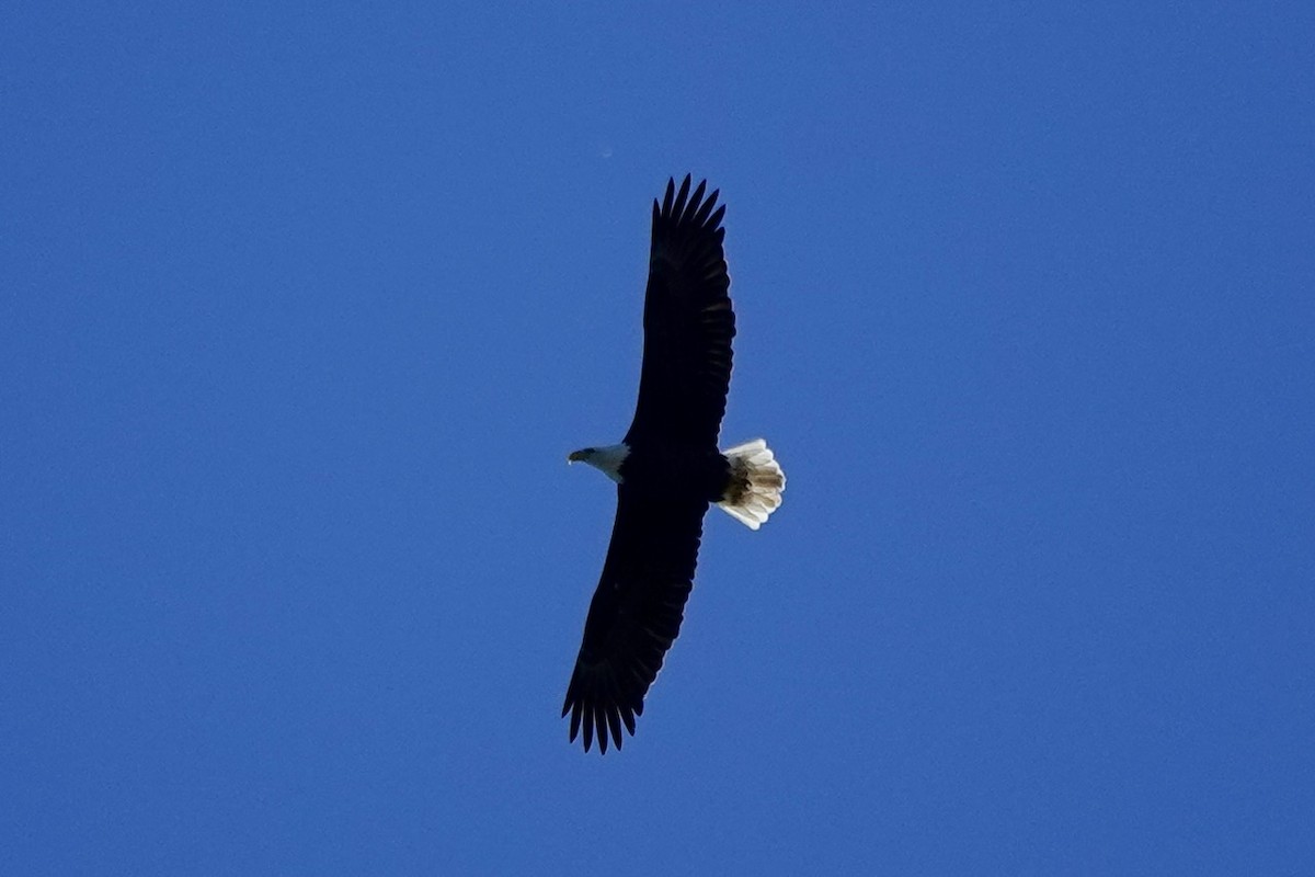 עיטם לבן-ראש - ML644293106