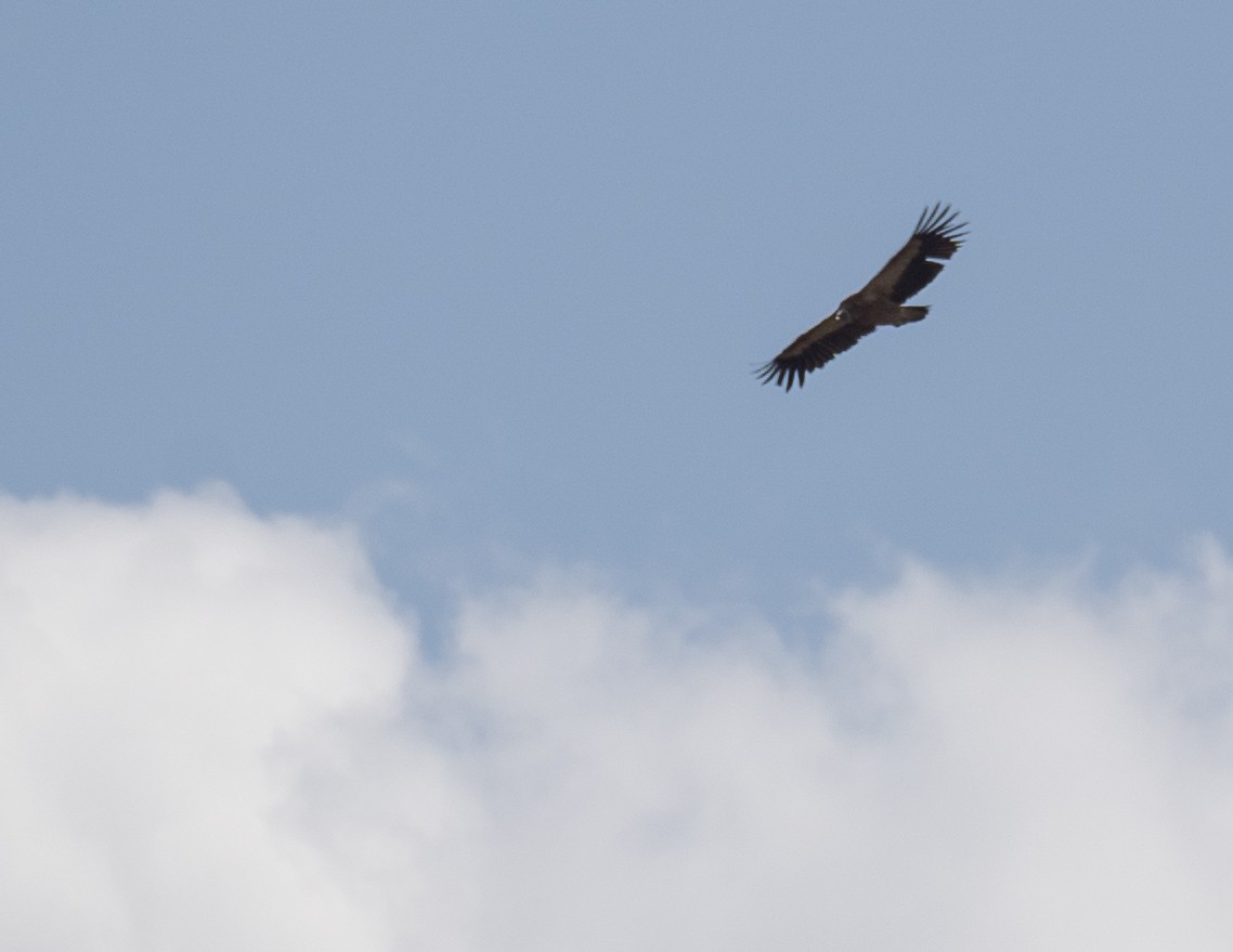 Vautour de l'Himalaya - ML644293110