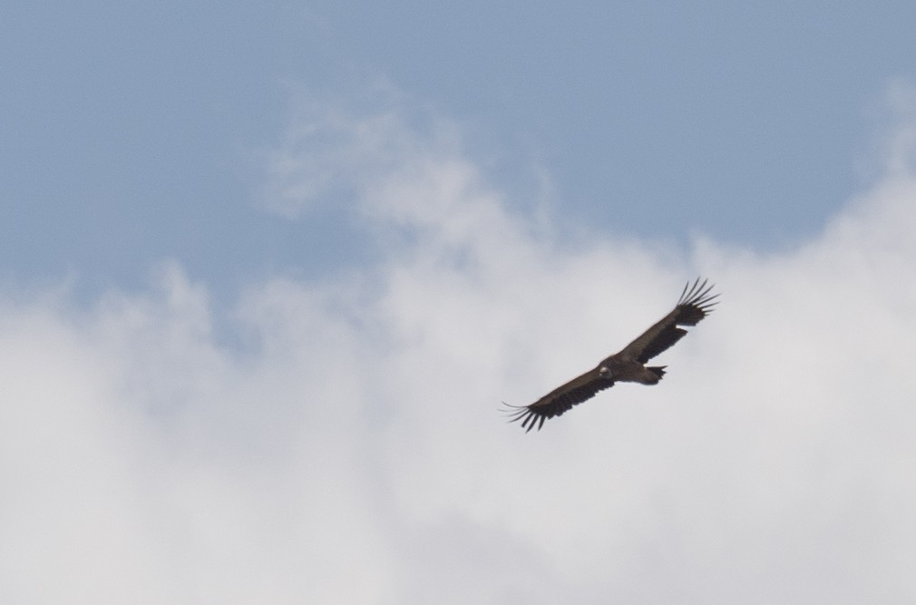 Vautour de l'Himalaya - ML644293111