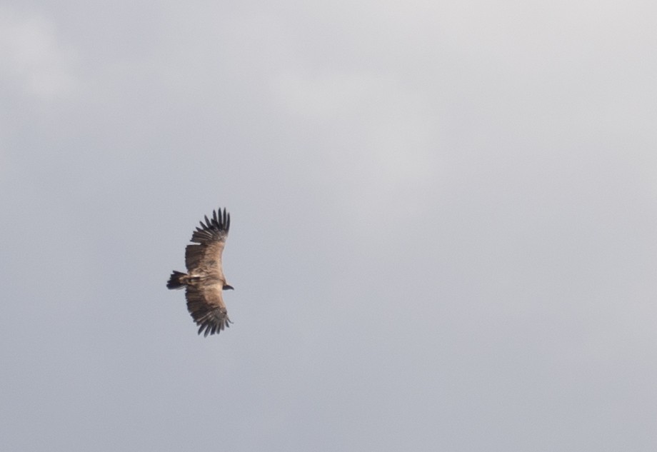 Vautour de l'Himalaya - ML644293113