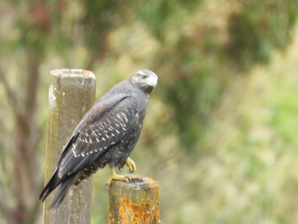 Black-chested Buzzard-Eagle - ML644293125