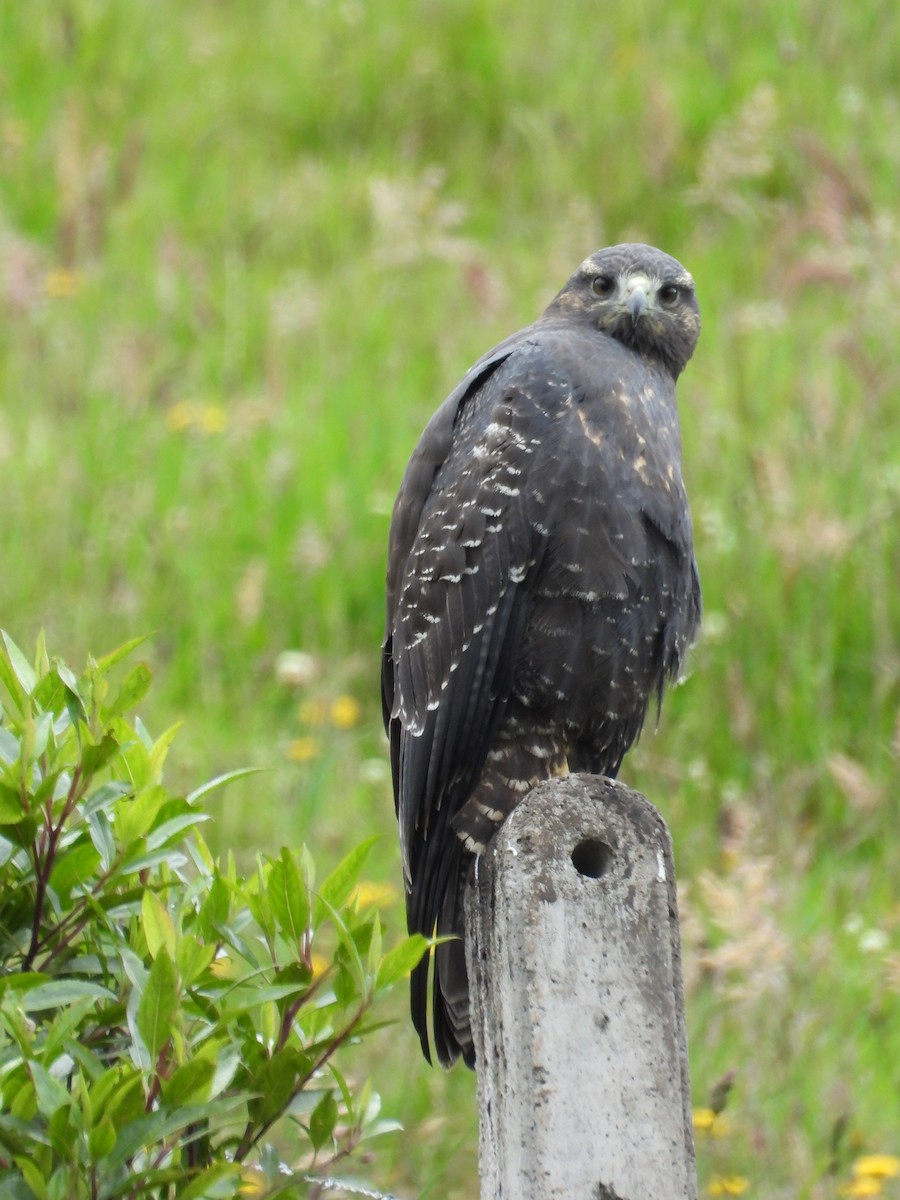 Black-chested Buzzard-Eagle - ML644293126
