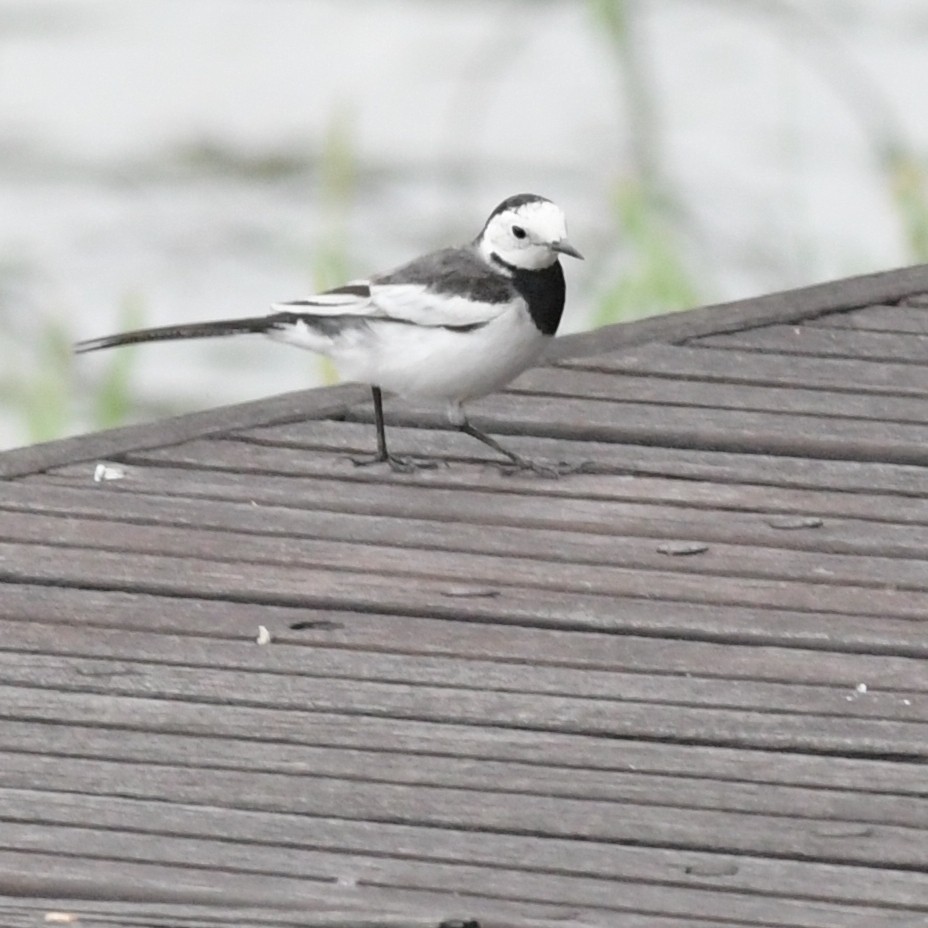 Lavandera Blanca - ML644293133