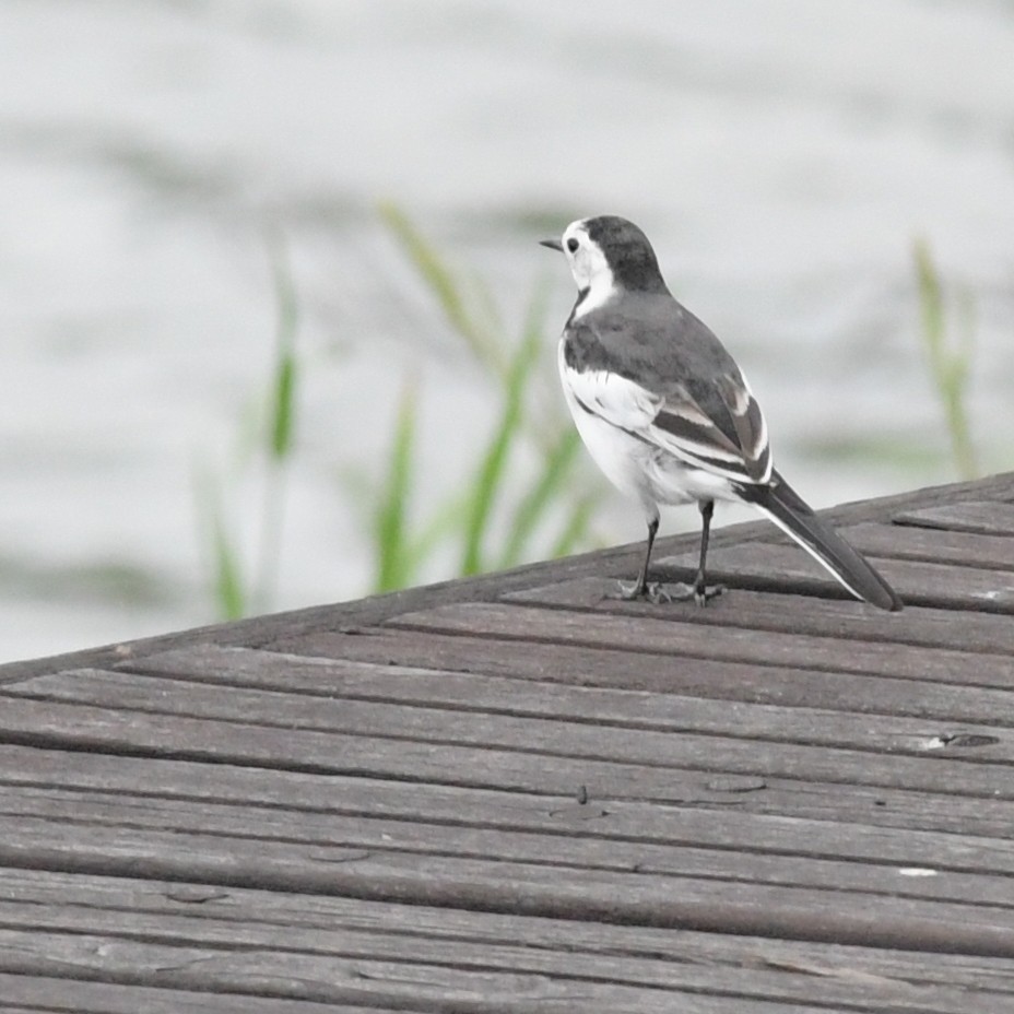 Lavandera Blanca - ML644293134