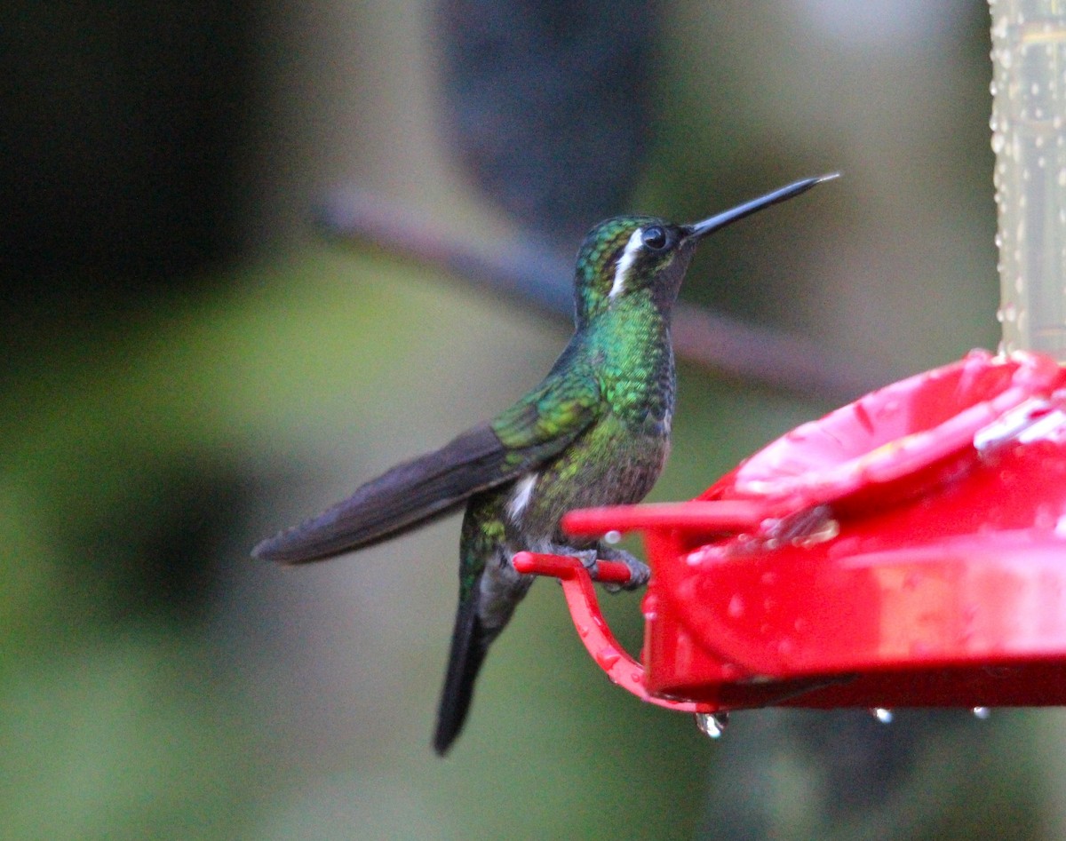 Mor Gerdanlı Dağmücevheri - ML644293138