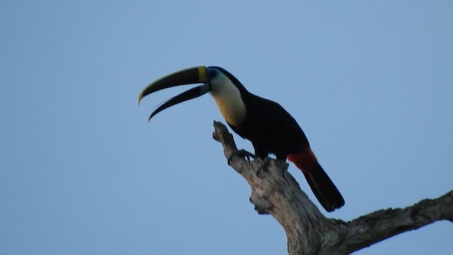 White-throated Toucan - ML644293143