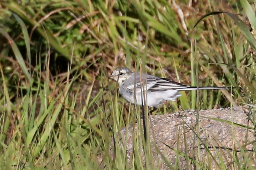 Lavandera Blanca - ML644293159