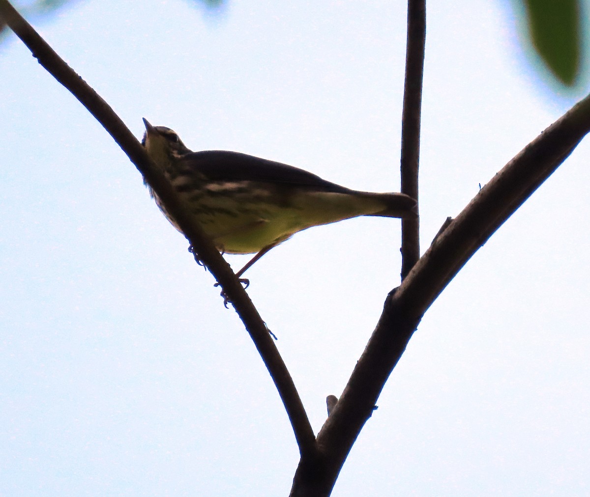 Northern Waterthrush - ML644293177