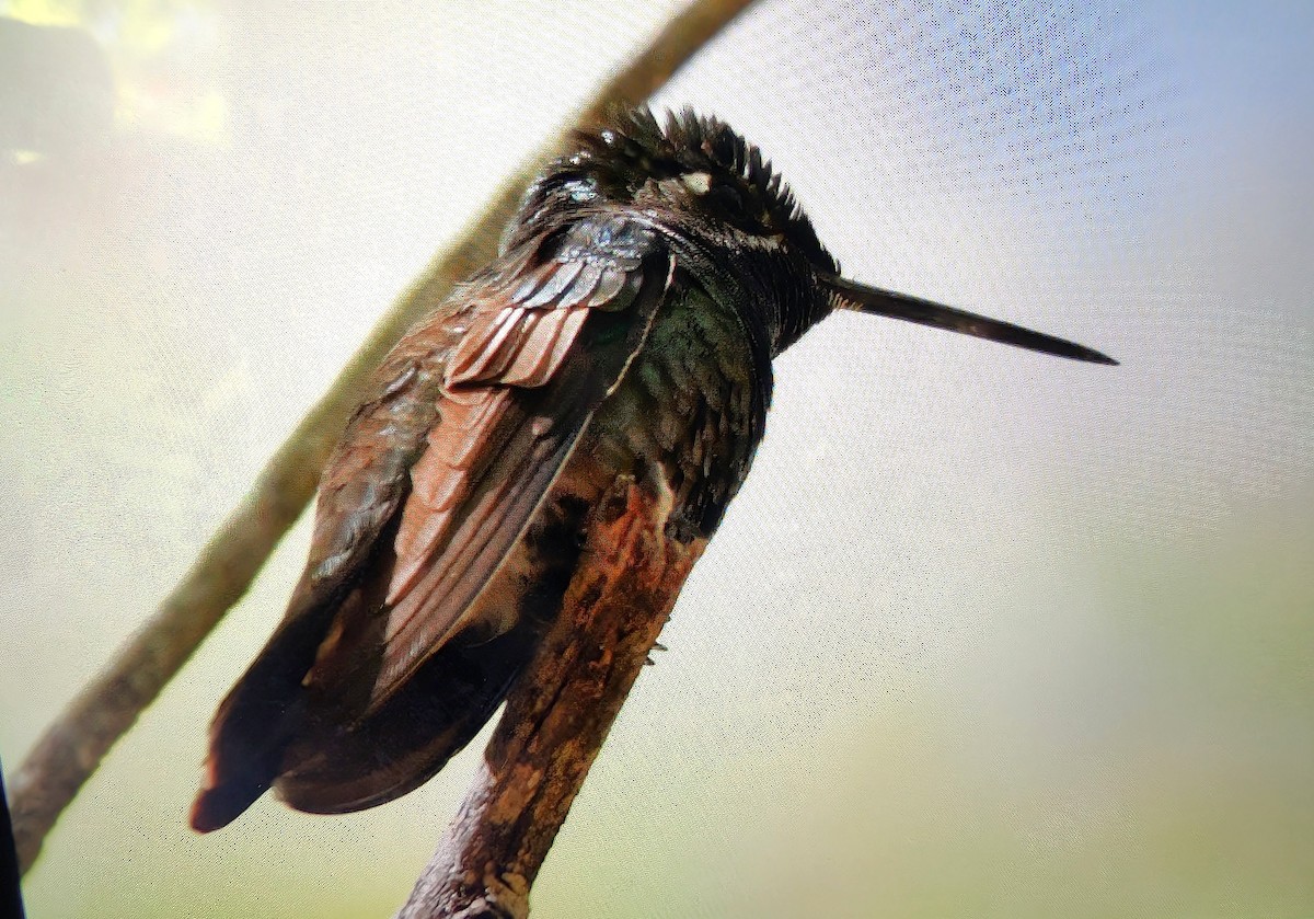 purpurissekolibri - ML644293179