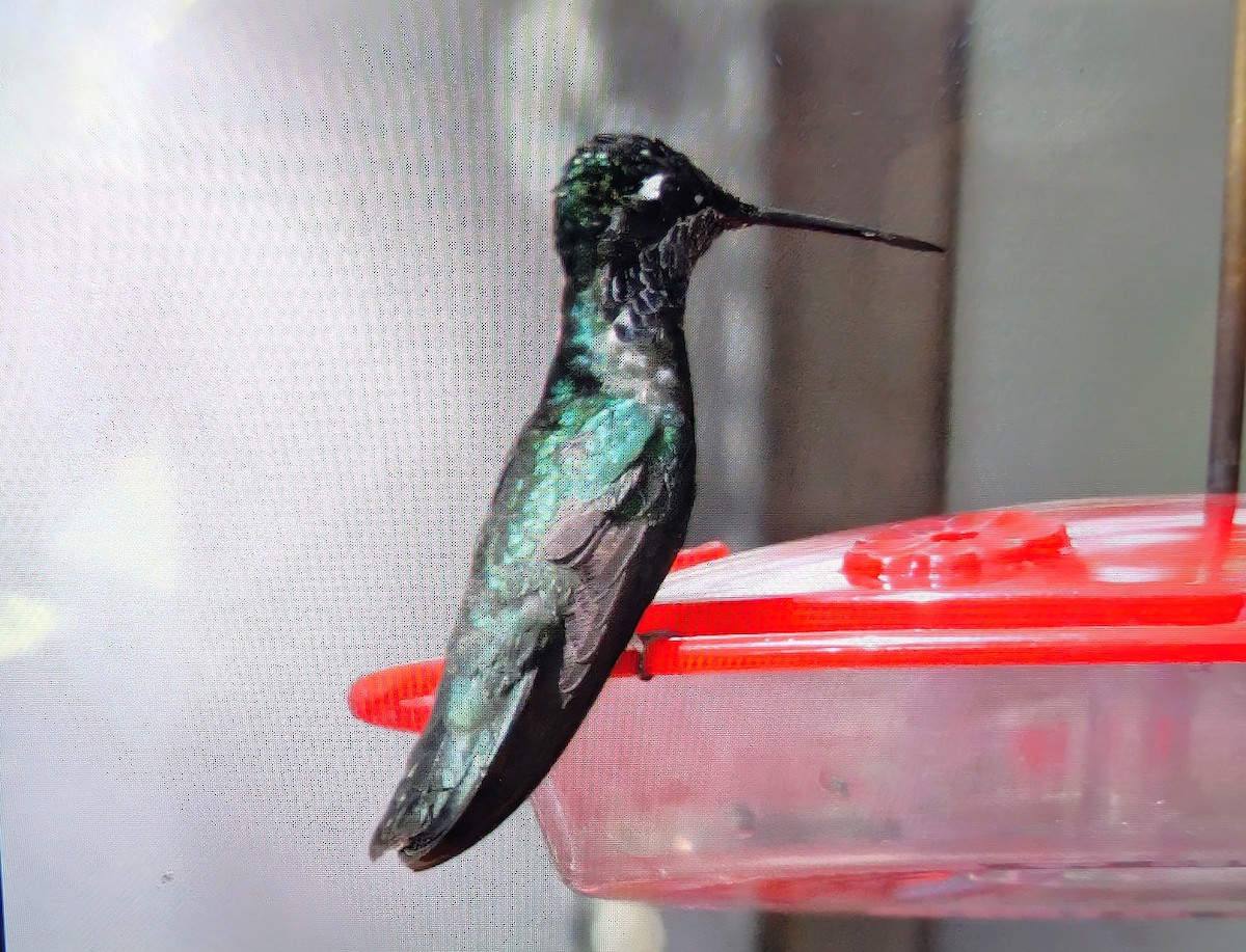 purpurissekolibri - ML644293183