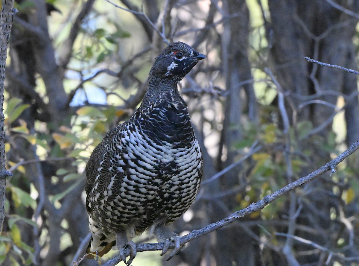 Spruce Grouse - ML644293185