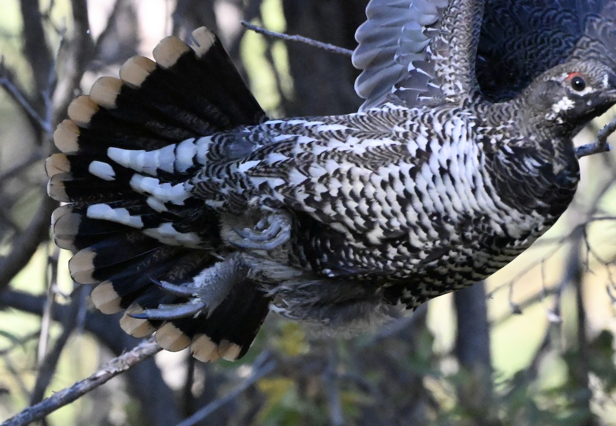 Spruce Grouse - ML644293188