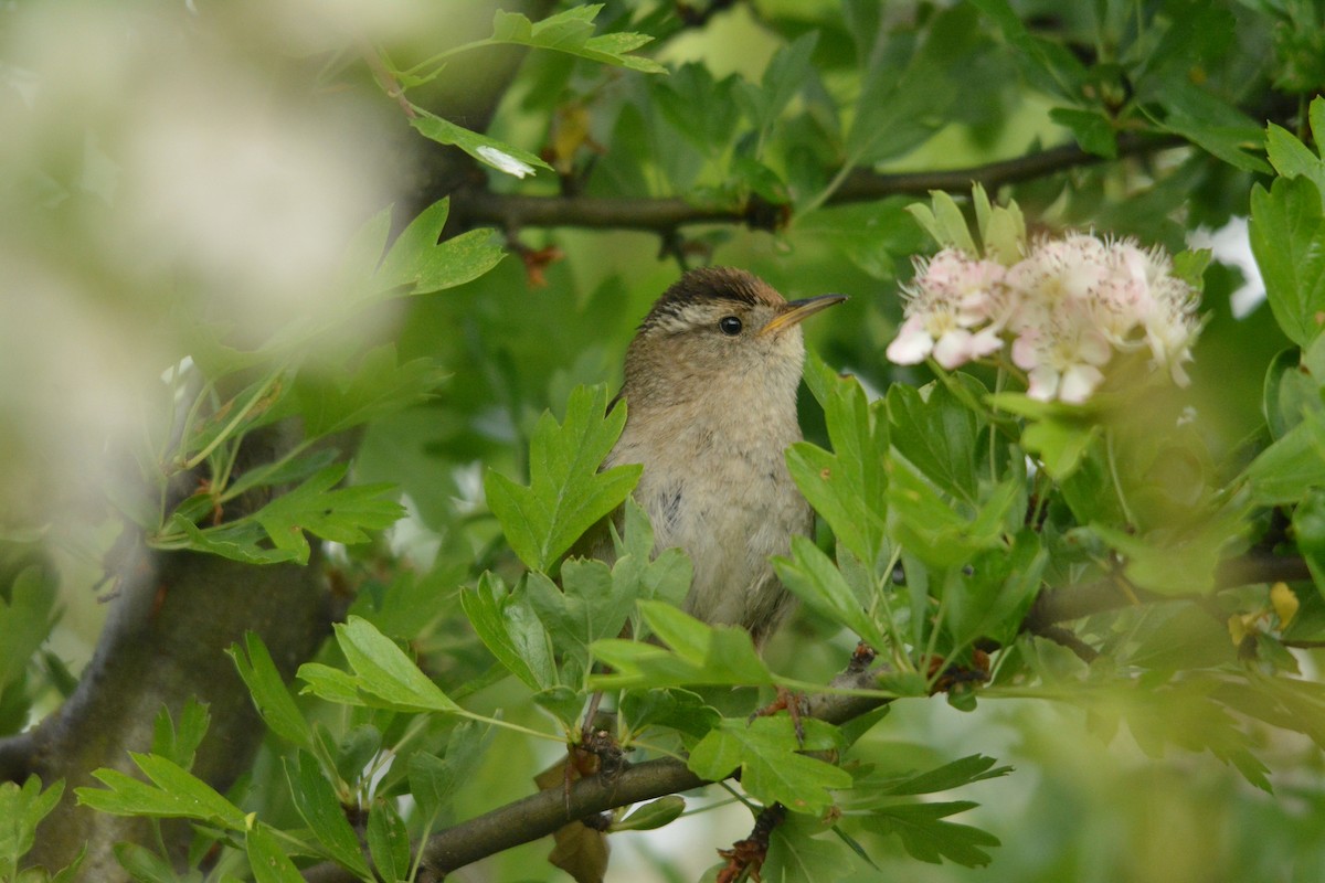 Cucarachero Pantanero - ML644293192