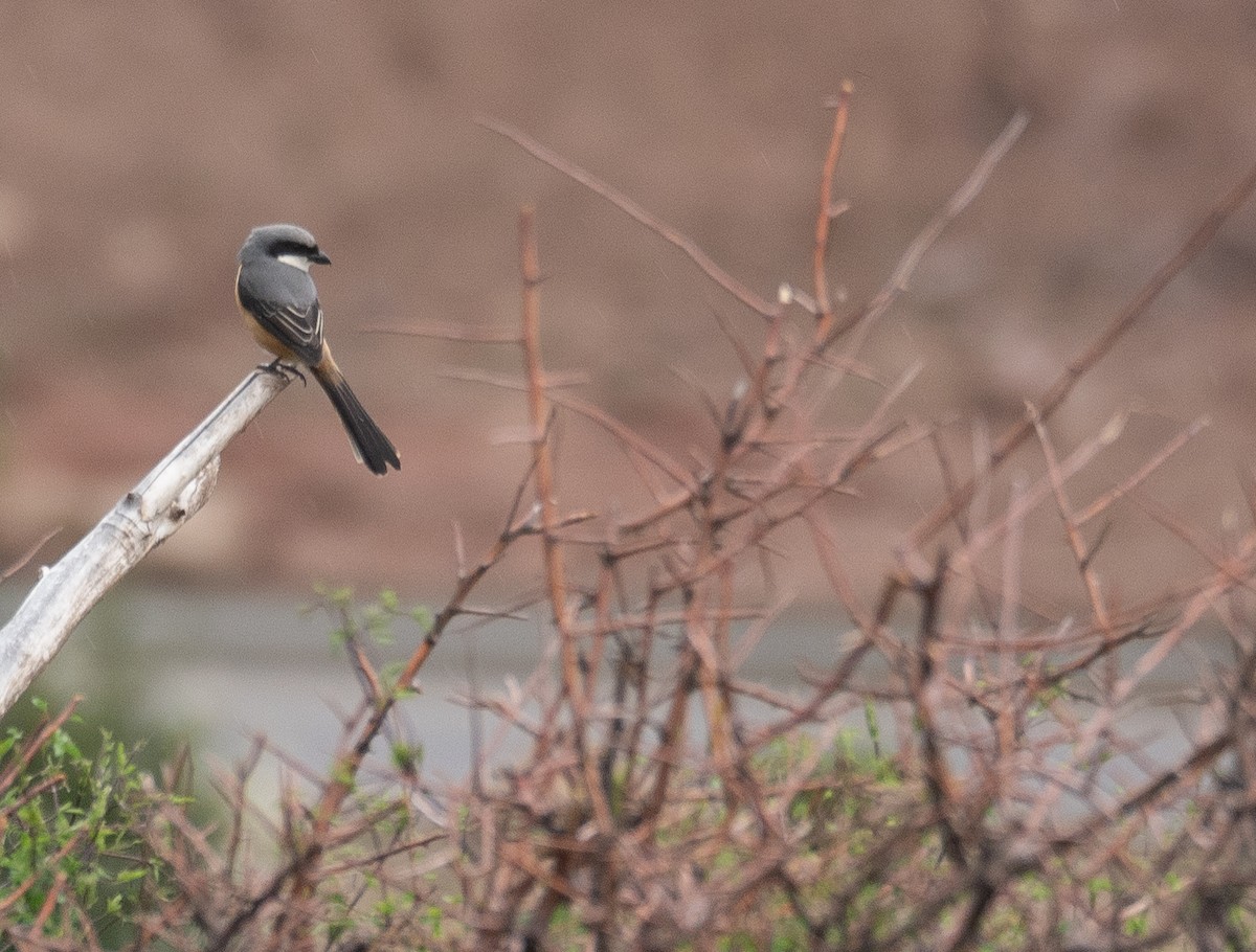 Gray-backed Shrike - ML644293196