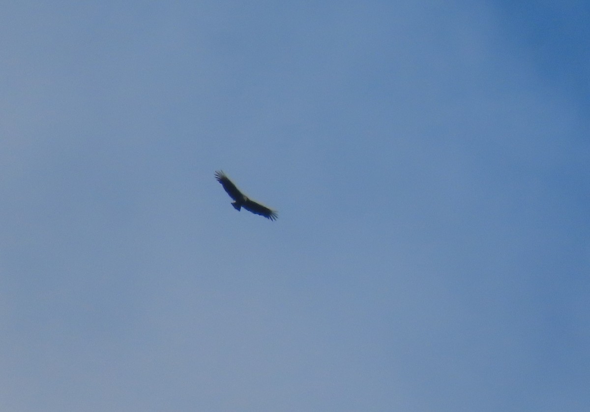 Black Vulture - ML644293199