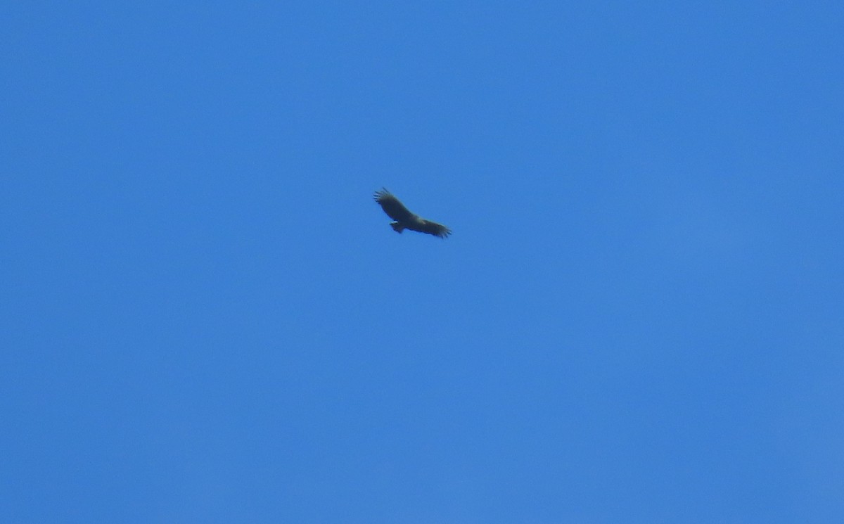 Black Vulture - ML644293200