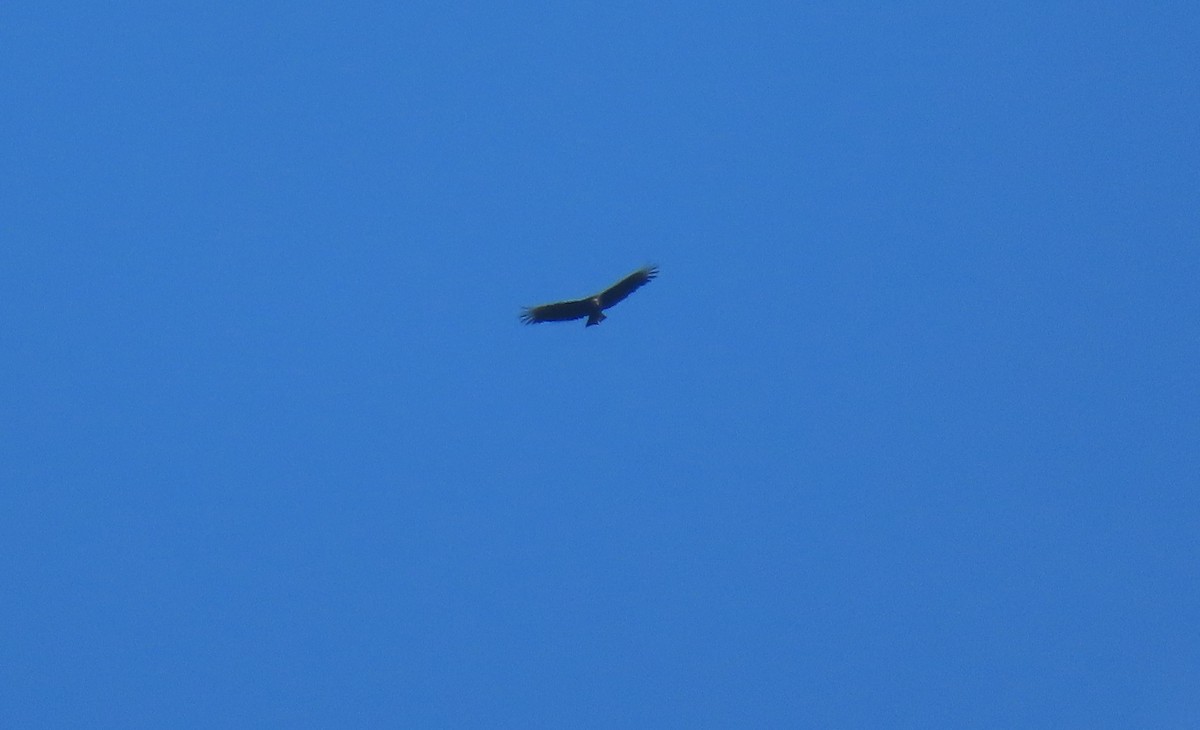 Black Vulture - ML644293201