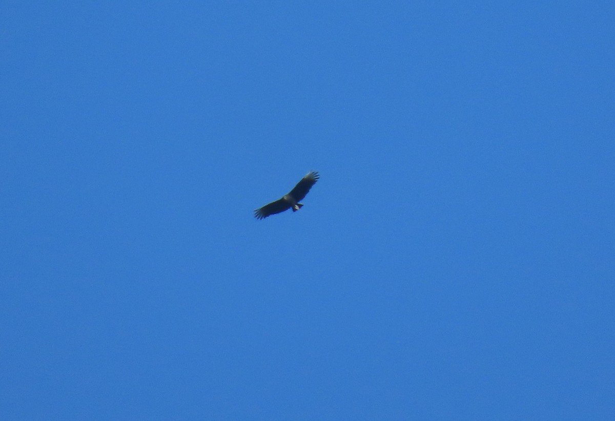 Black Vulture - ML644293203