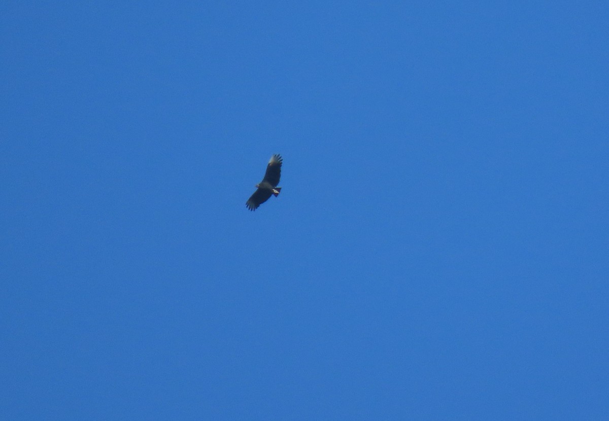 Black Vulture - ML644293204