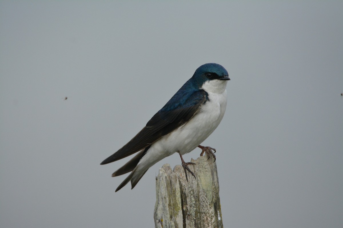 Tree Swallow - ML644293206
