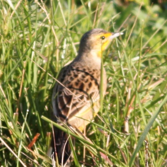 Капский шпорник - ML644293211