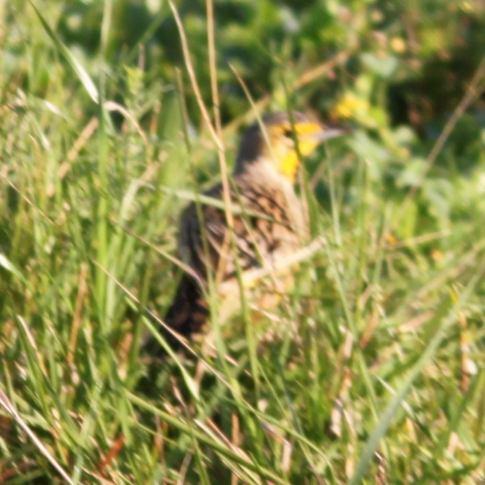 Капский шпорник - ML644293220