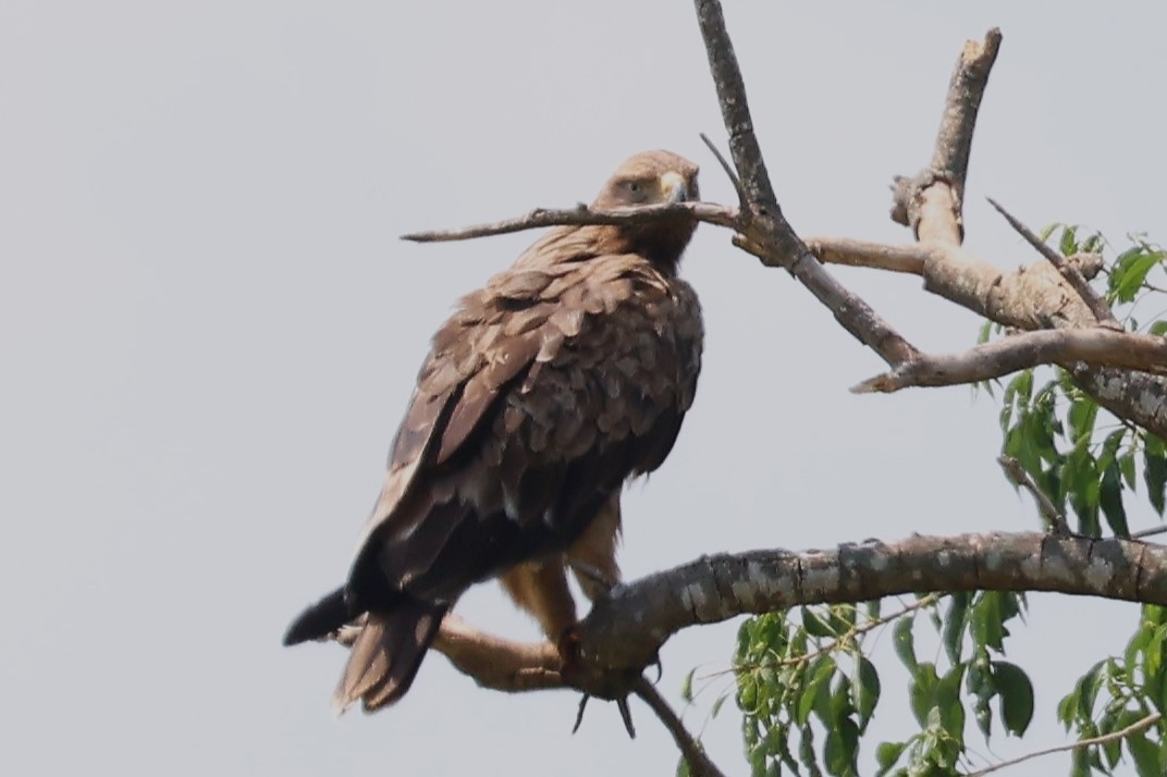 Savannenadler - ML644293227