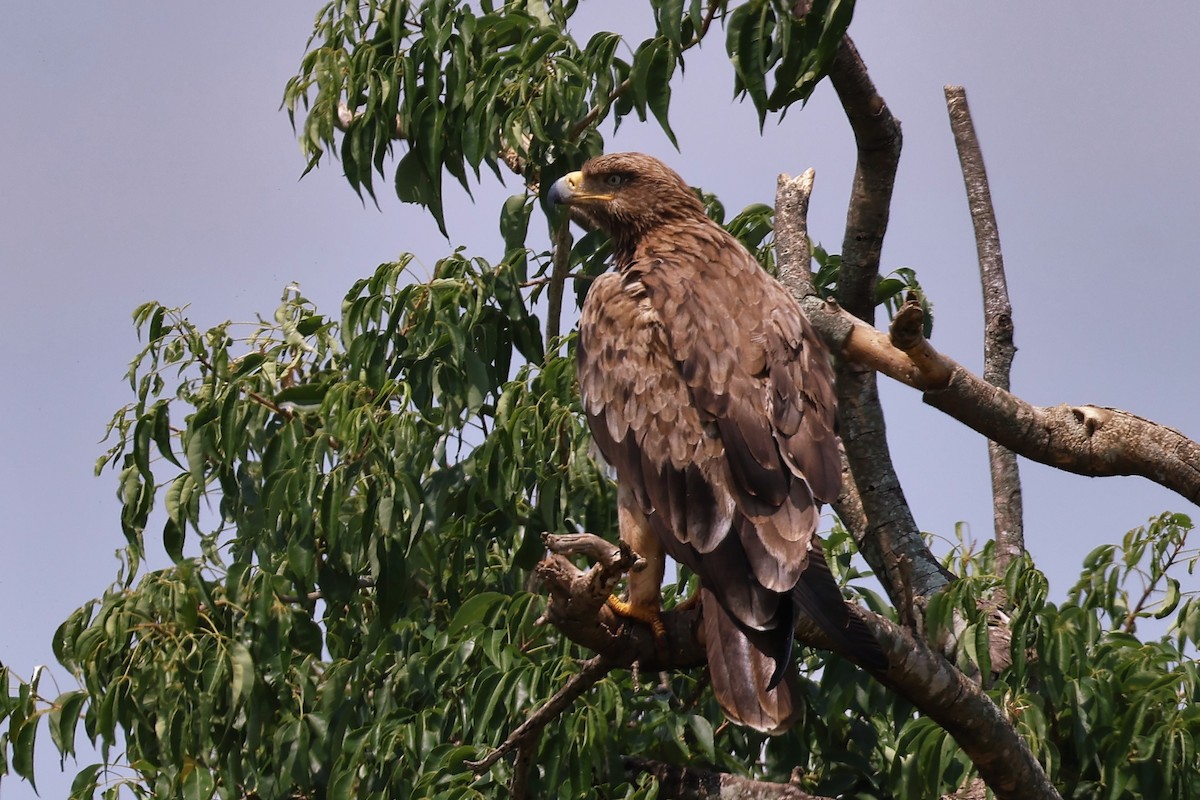 Savannenadler - ML644293228