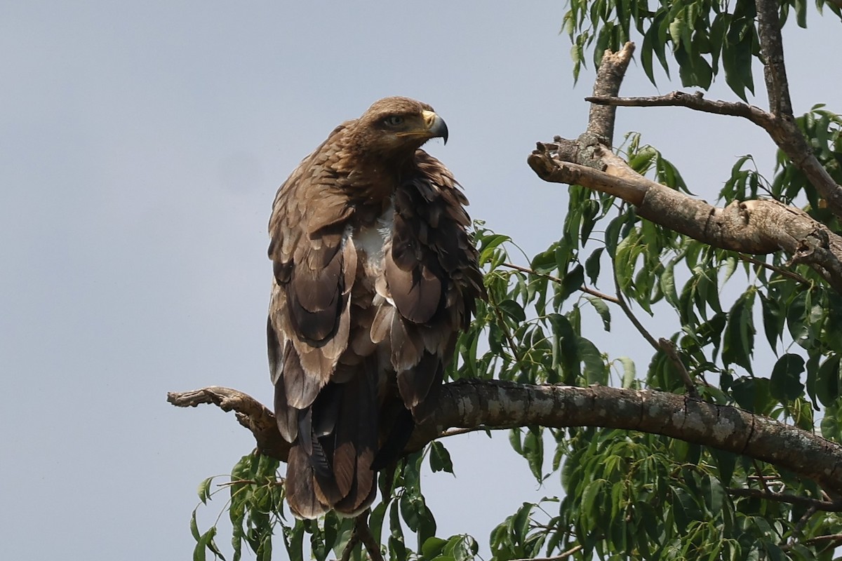 Savannenadler - ML644293229