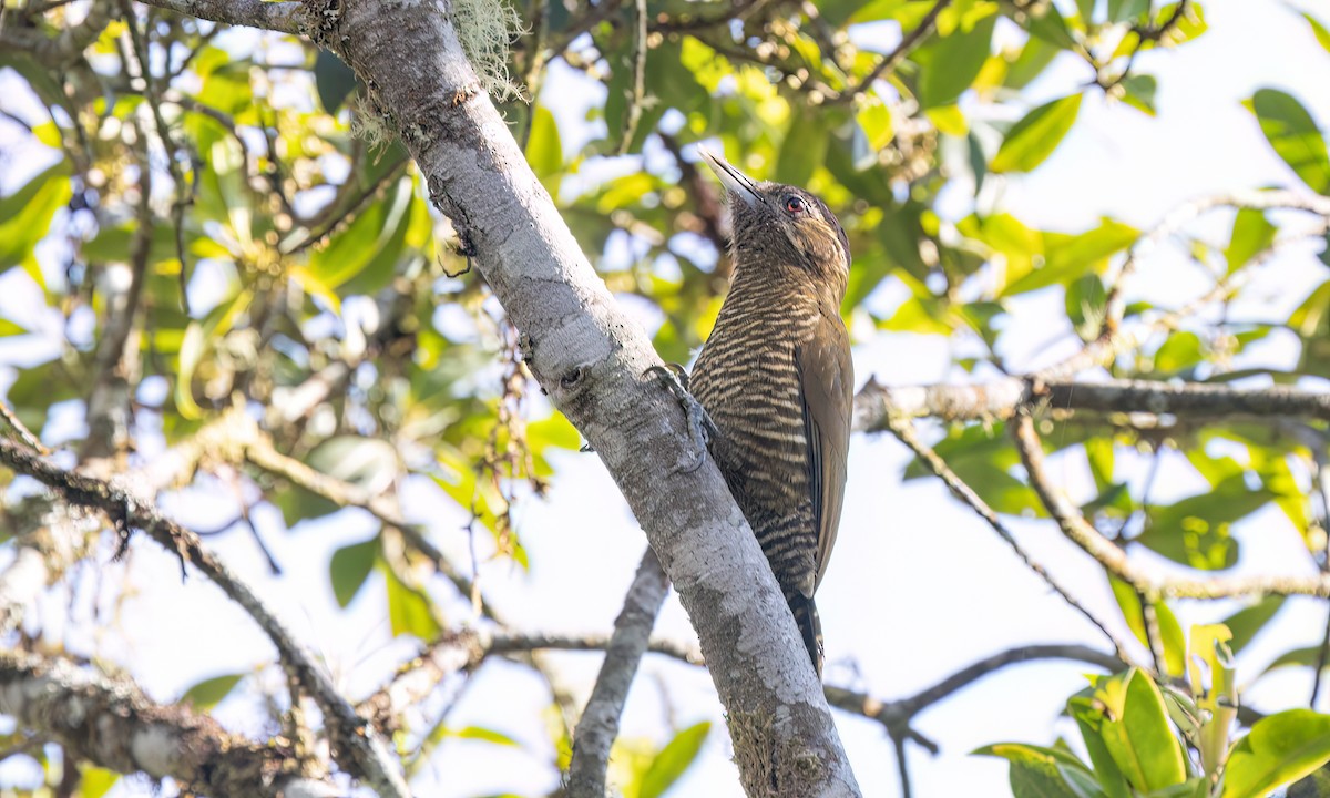 Bar-bellied Woodpecker - ML644293233