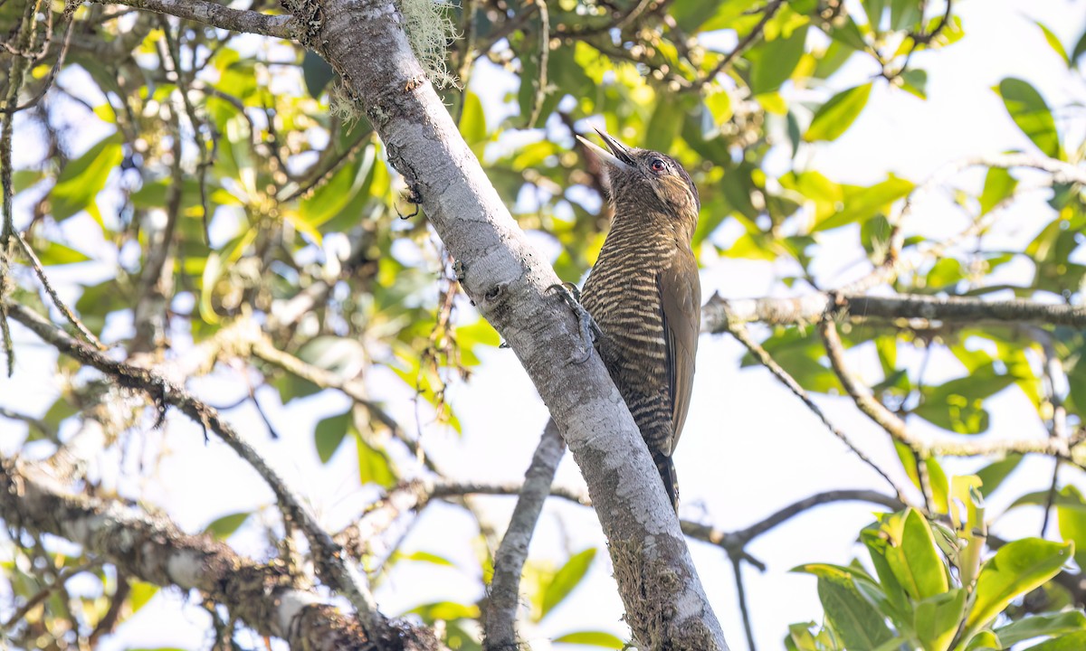 Bar-bellied Woodpecker - ML644293234