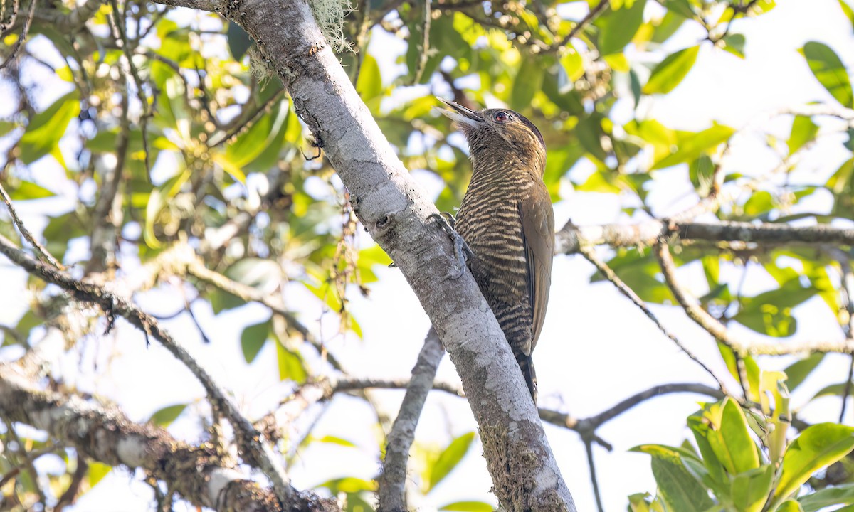 Bar-bellied Woodpecker - ML644293235