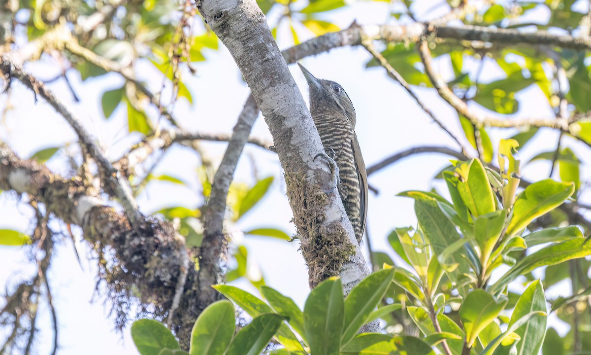Bar-bellied Woodpecker - ML644293236