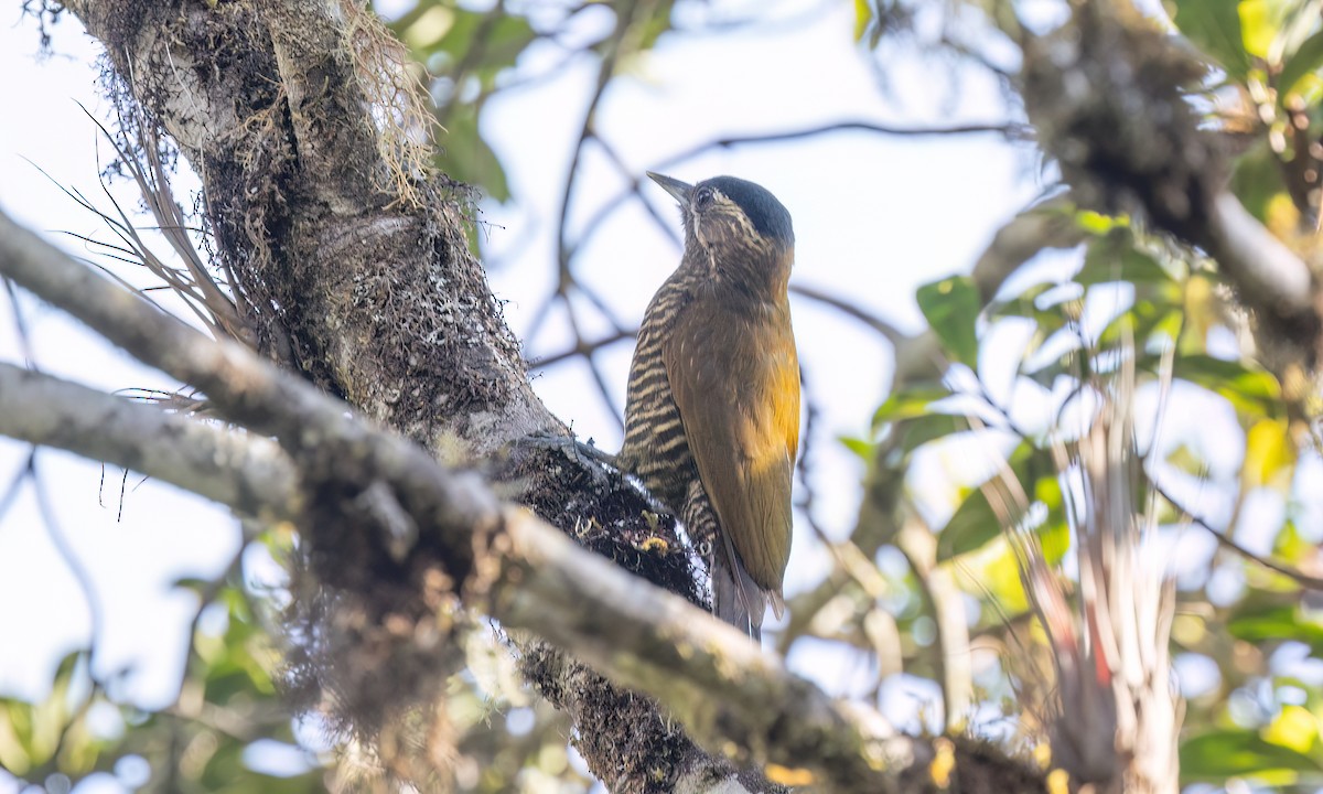 Bar-bellied Woodpecker - ML644293237