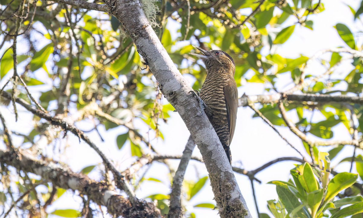 Bar-bellied Woodpecker - ML644293238