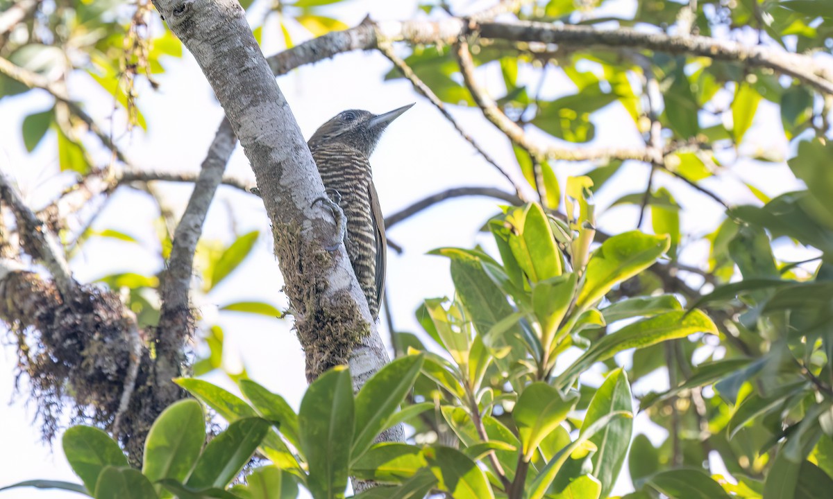 Bar-bellied Woodpecker - ML644293239