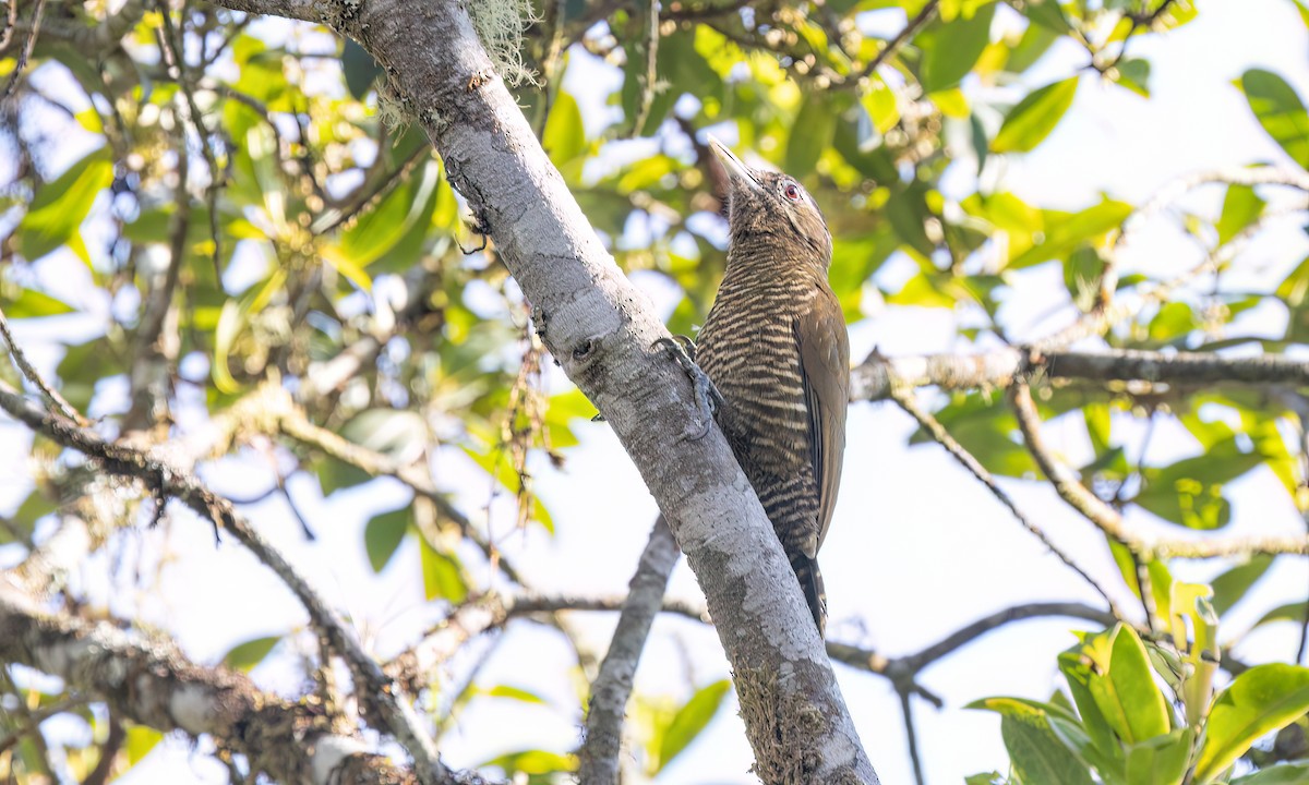 Bar-bellied Woodpecker - ML644293240